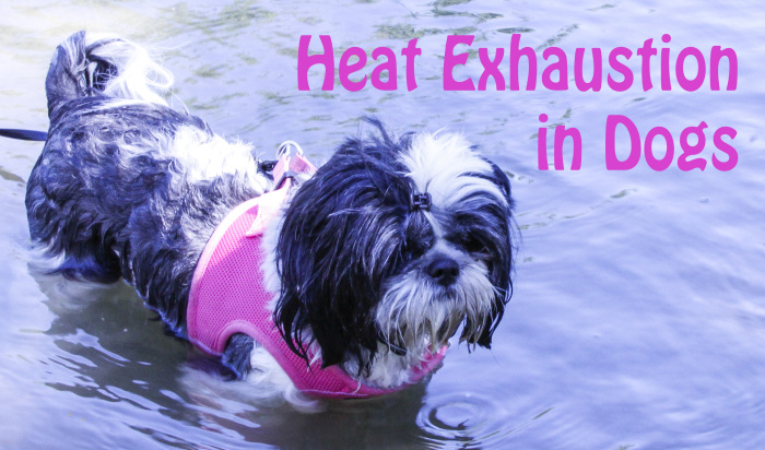 heat-exhaustion-in-dogs-oh-my-shih-tzu