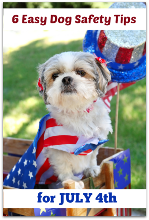 6 Easy Dog Safety Tips for July 4th - OMST