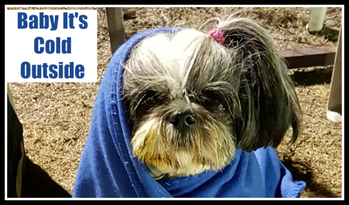 Oh Shih Tzu It's Cold Outside - Oh My 